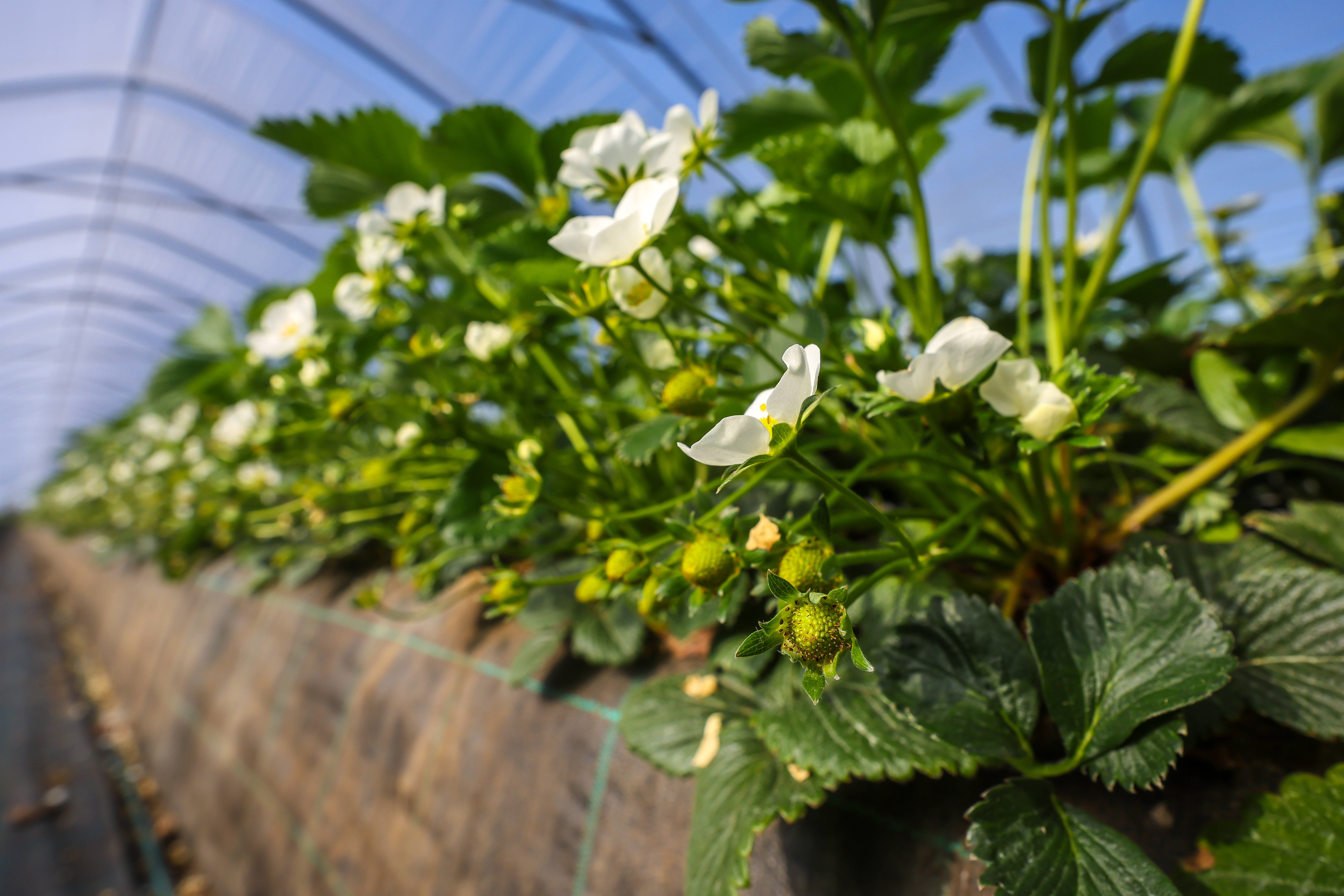 Erdbeeren wachsen auf Hügelbeeten im Tunnelanbau unter Folie. Foto: IMAGO / Rupert Oberhäuser