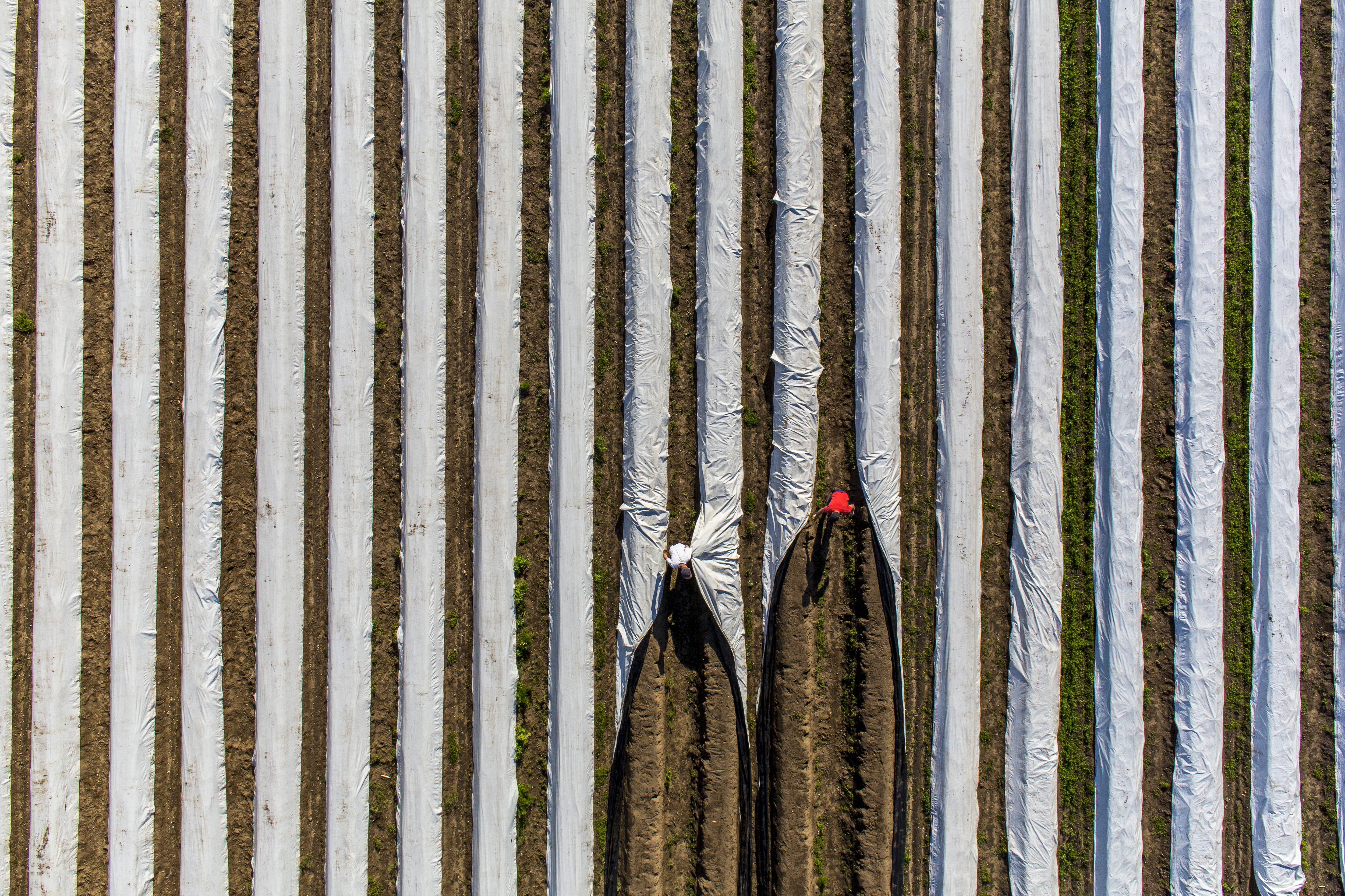 Sicht von oben auf ein mit Folie abgedecktes Spargelfeld, in dem zwei Arbeiter Spargel ernten. Foto: IMAGO / Jochen Tack