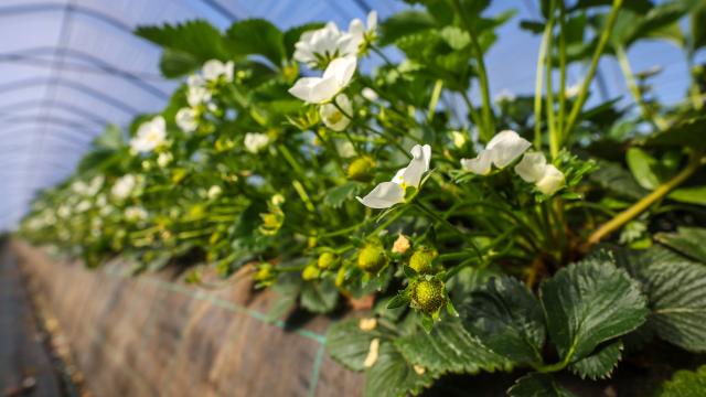 Erdbeeren wachsen auf Hügelbeeten im Tunnelanbau unter Folie. Foto: IMAGO / Rupert Oberhäuser