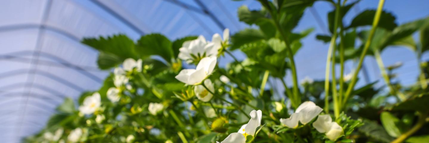 Erdbeeren wachsen auf Hügelbeeten im Tunnelanbau unter Folie. Foto: IMAGO / Rupert Oberhäuser