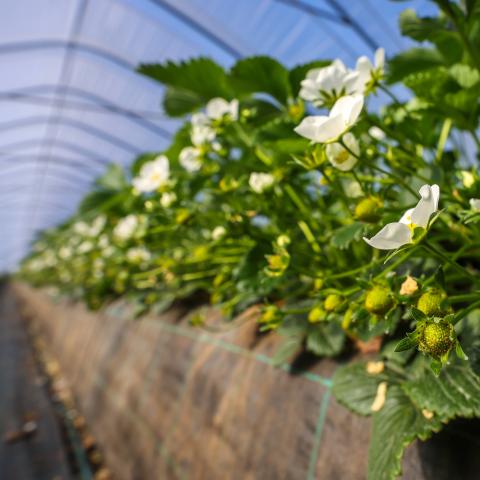 Erdbeeren wachsen auf Hügelbeeten im Tunnelanbau unter Folie. Foto: IMAGO / Rupert Oberhäuser