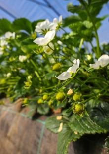Erdbeeren wachsen auf Hügelbeeten im Tunnelanbau unter Folie. Foto: IMAGO / Rupert Oberhäuser