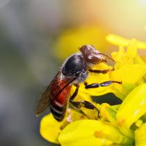 Honigbiene sitzt auf einer gelbblühenden Blüte